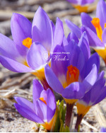 Крокус Sieberi Tricolor