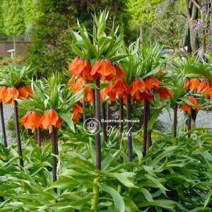 Фрітіларія Imperialis Rubra