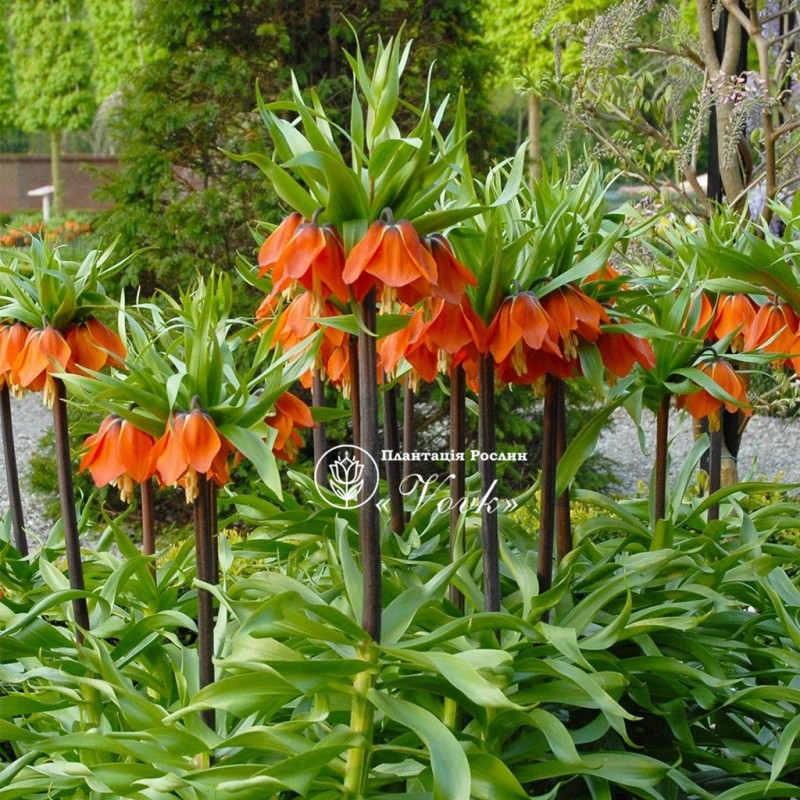 Фрітіларія Imperialis Rubra