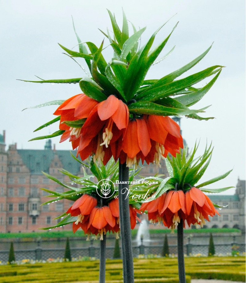 Фрітіларія Imperialis Rubra