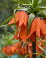 Фритиллярия Imperialis Rubra
