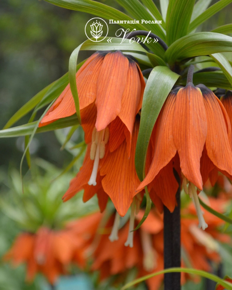 Фрітіларія Imperialis Rubra