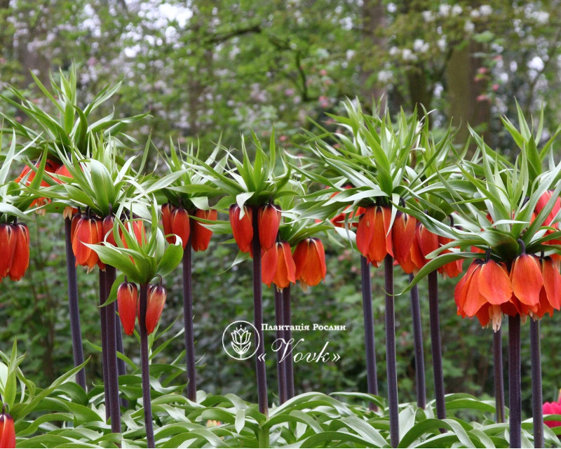 Фрітіларія Imperialis Rubra