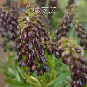 Фрітіларія Purple Dynamite