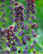 Фритиллярия Purple Dynamite