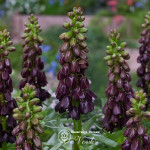 Фритиллярия Purple Dynamite