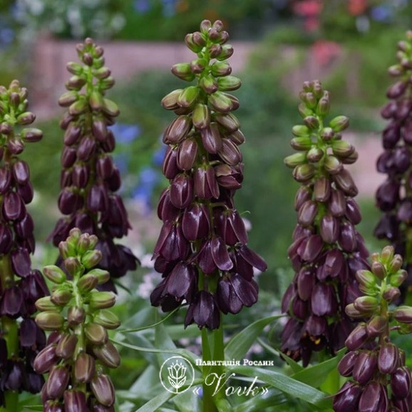 Фритиллярия Purple Dynamite