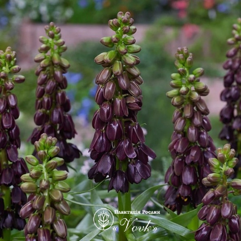Фрітіларія Purple Dynamite