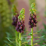 Фритиллярия Purple Dynamite