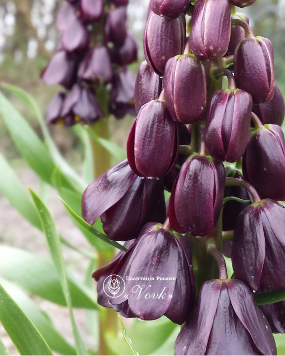 Фритиллярия Purple Dynamite