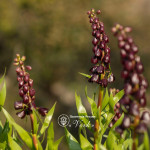 Фритиллярия Purple Dynamite