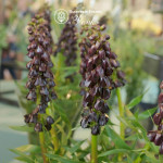 Фритиллярия Purple Dynamite