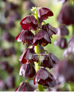 Фритиллярия Purple Dynamite