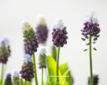 Мускари Grape Ice