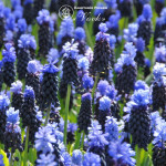 Мускари Latifolium