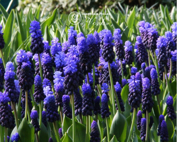 Мускари Latifolium