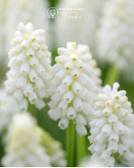 Мускари White Magic