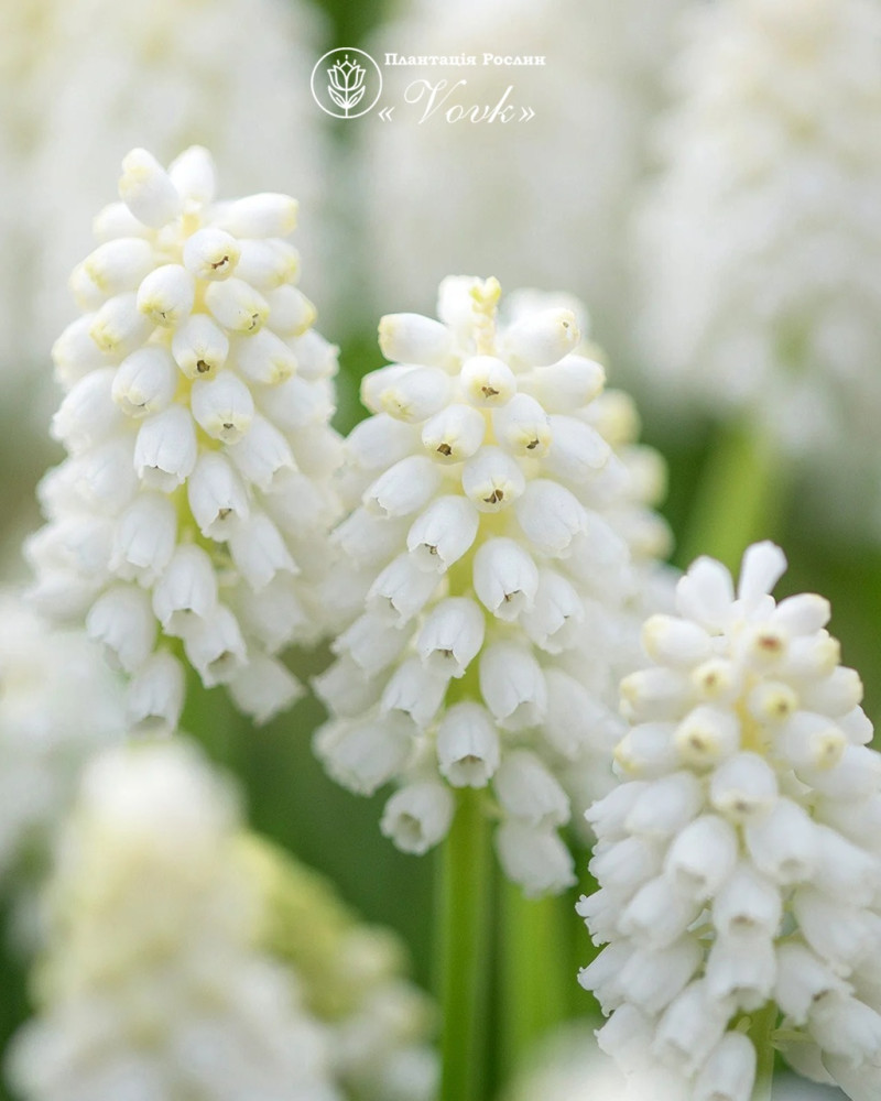 Мускарі White Magic