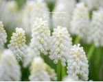 Мускари White Magic