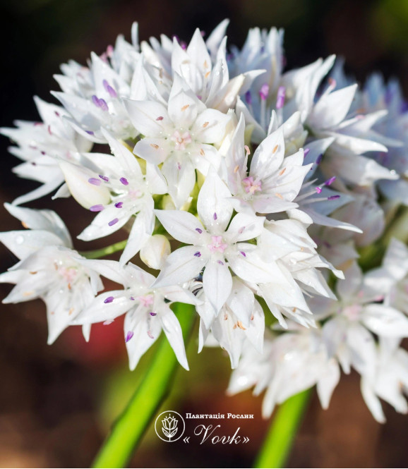 Аллиум Amplectens Graceful Beauty