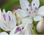 Аллиум Amplectens Graceful Beauty