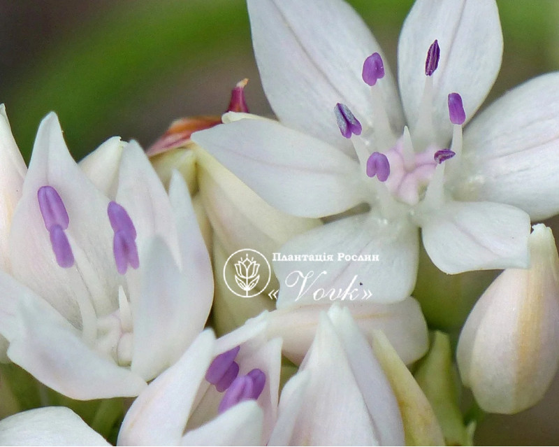 Алліум Amplectens Graceful Beauty