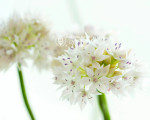 Аллиум Amplectens Graceful Beauty