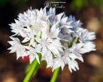 Аллиум Amplectens Graceful Beauty