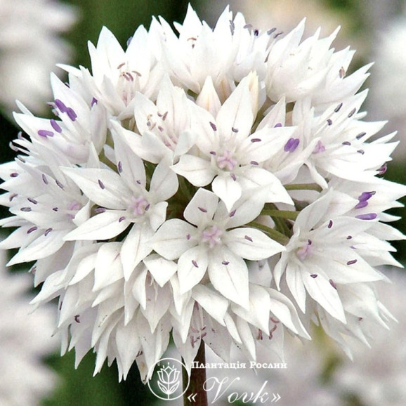Аллиум Amplectens Graceful Beauty