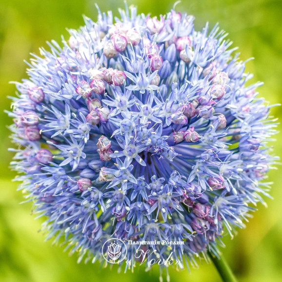 Аллиум Caeruleum (Azureum)