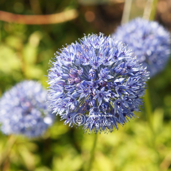 Аллиум Caeruleum (Azureum)