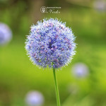 Аллиум Caeruleum (Azureum)