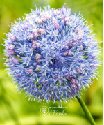 Аллиум Caeruleum (Azureum)