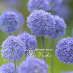 Аллиум Caeruleum (Azureum)