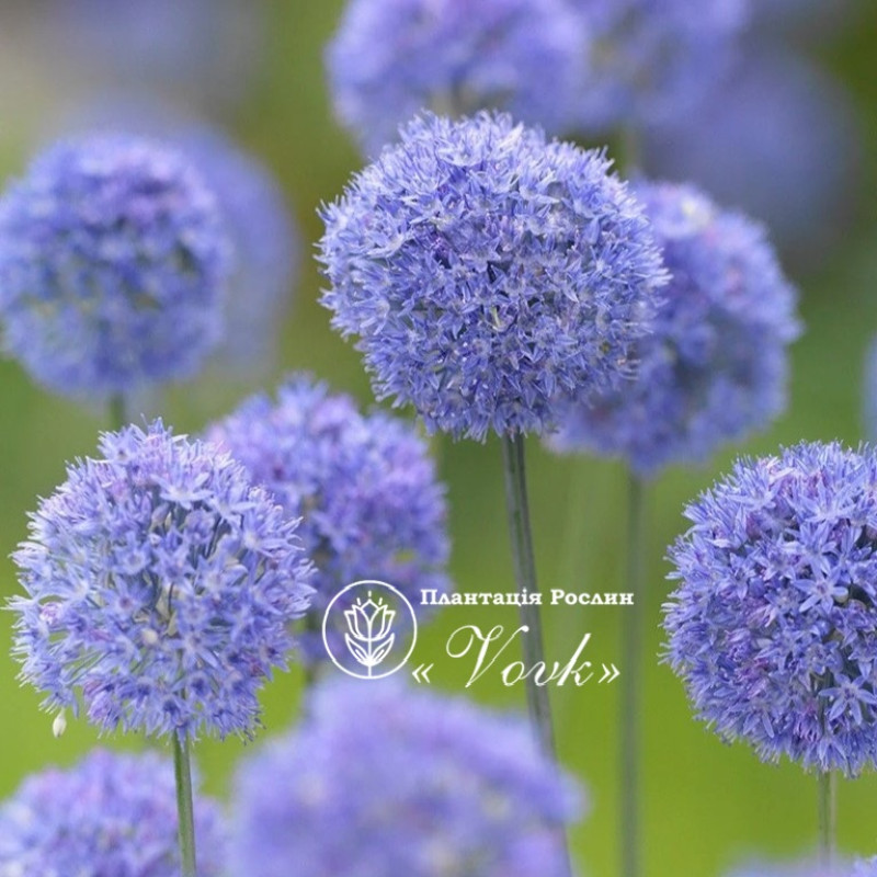 Алліум Caeruleum (Azureum)