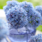 Аллиум Caeruleum (Azureum)