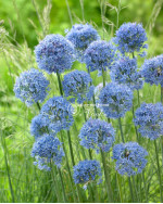 Аллиум Caeruleum (Azureum)