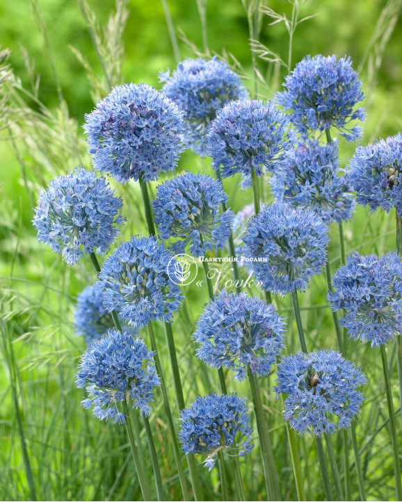 Аллиум Caeruleum (Azureum)