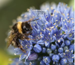 Аллиум Caeruleum (Azureum)