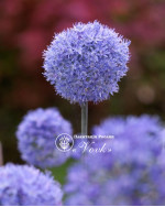 Аллиум Caeruleum (Azureum)