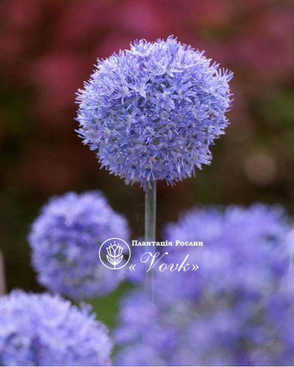 Аллиум Caeruleum (Azureum)