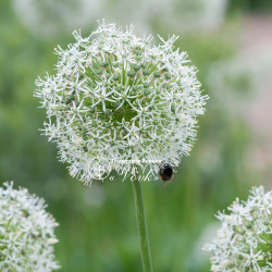 Луковицы аллиума Mount Everest