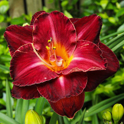 Лілейник Burgundy Love