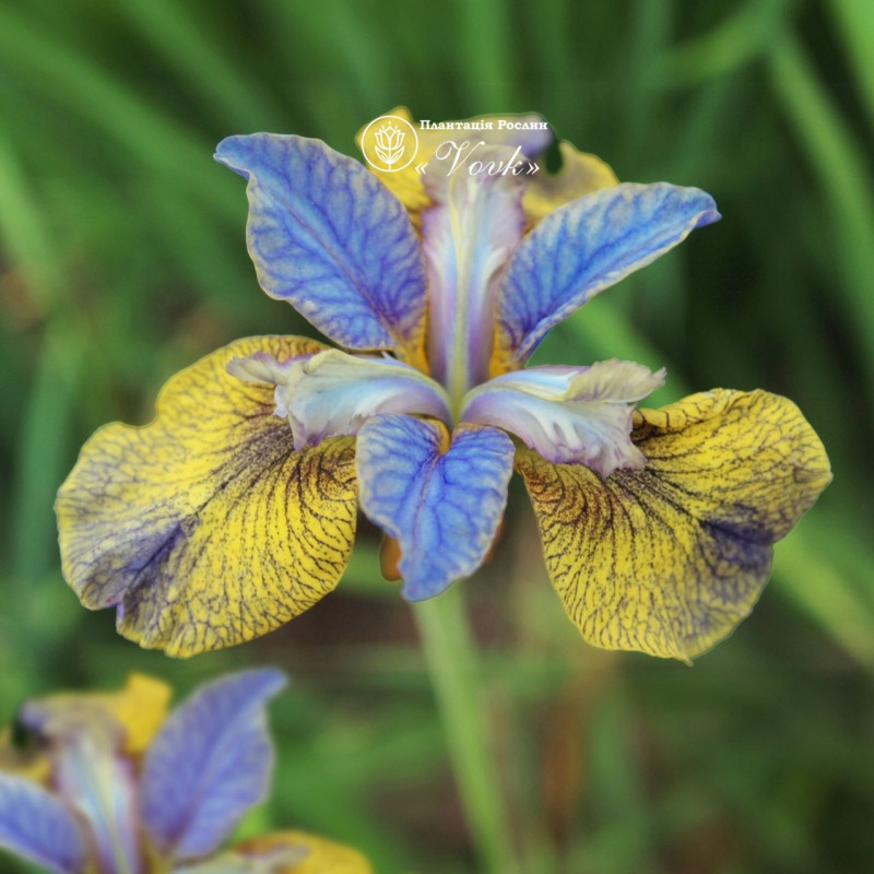 Ірис Sibirica Tipped in Blue