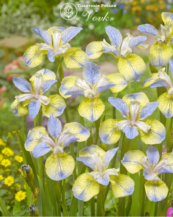 Ирис Sibirica Tipped in Blue