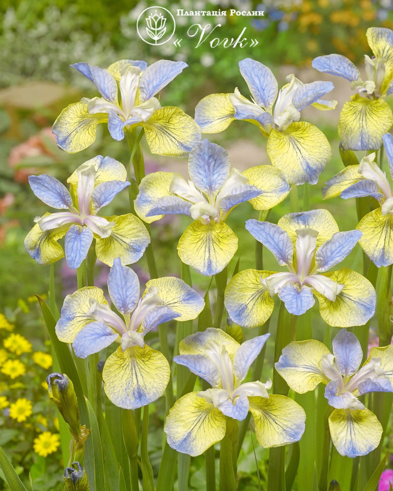Ірис Sibirica Tipped in Blue