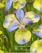 Ирис Sibirica Tipped in Blue
