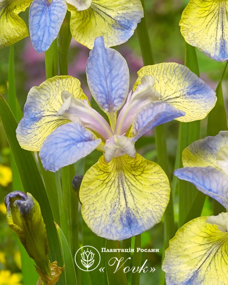 Ірис Sibirica Tipped in Blue