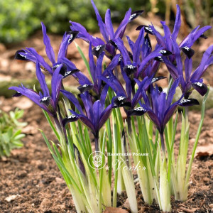 Ірис reticulata Blue Note