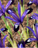 Ирис reticulata Blue Note